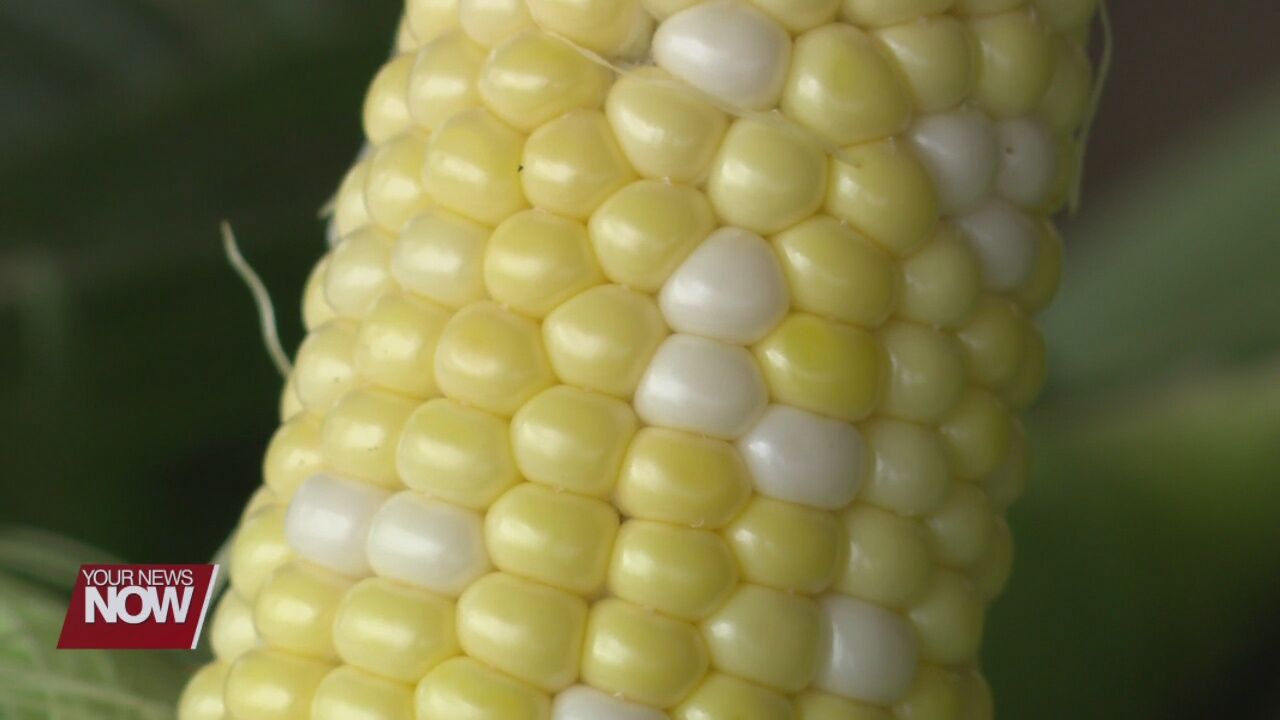 Sweet corn season officially underway in local area